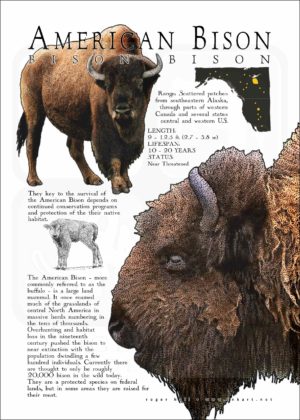 American Bison or Buffalo poster