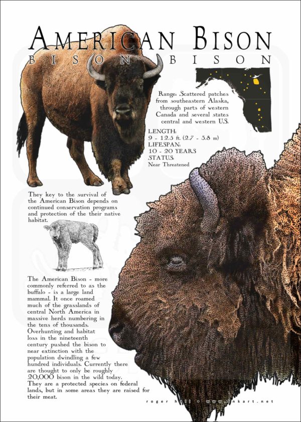 American Bison or Buffalo poster