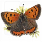 American Copper Butterfly illustration