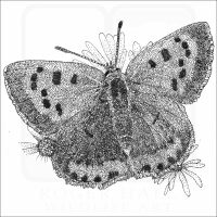 American Copper Butterfly