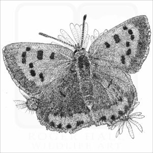 American Copper Butterfly