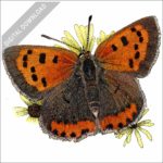 American Copper Butterfly stock image