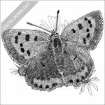 American Copper Butterfly