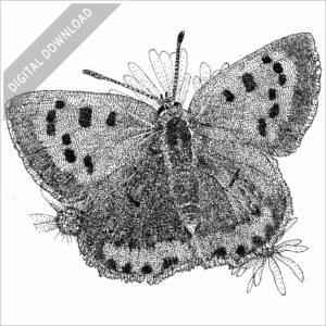 American Copper Butterfly