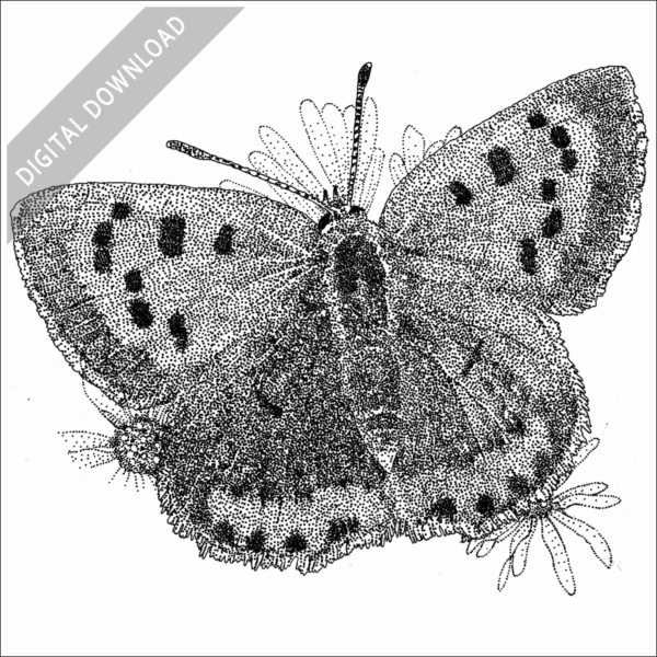 American Copper Butterfly