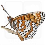 Arachne Checkerspot Butterfly illustration