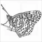 Arachne Checkerspot Butterfly