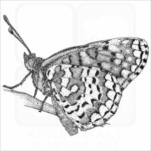 Arachne Checkerspot Butterfly