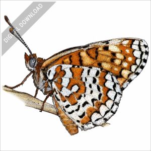 Arachne Checkerspot Butterfly stock image