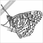 Arachne Checkerspot Butterfly