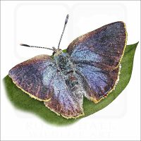 Arizona Hairstreak Butterfly illustration