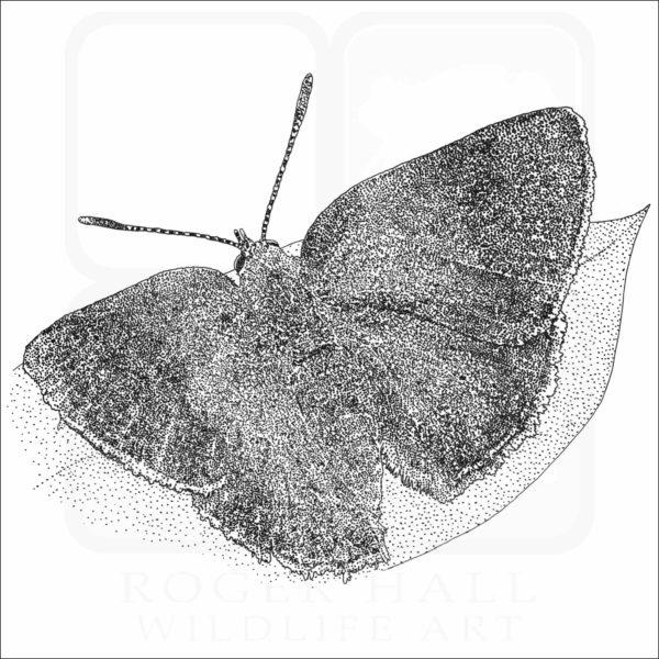 Arizona Hairstreak Butterfly