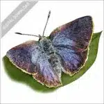 Arizona Hairstreak Butterfly stock image