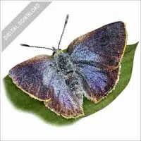 Arizona Hairstreak Butterfly stock image