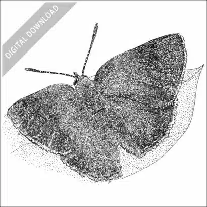 Arizona Hairstreak Butterfly