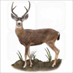 Black-Tailed Deer illustration