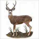 Black-Tailed Deer illustration