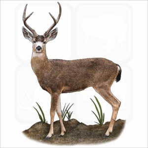 Black-Tailed Deer illustration