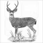 Black-Tailed Deer