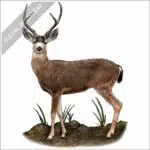 Black-Tailed Deer