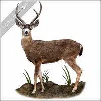Black-Tailed Deer