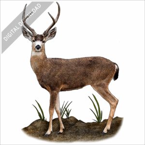 Black-Tailed Deer