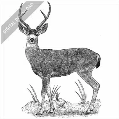 Black-Tailed Deer