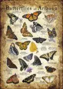 Butterflies of Arizona poster print