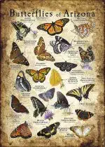 Butterflies of Arizona poster print