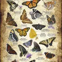 Butterflies of Arizona poster print