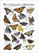 Butterflies of Arizona