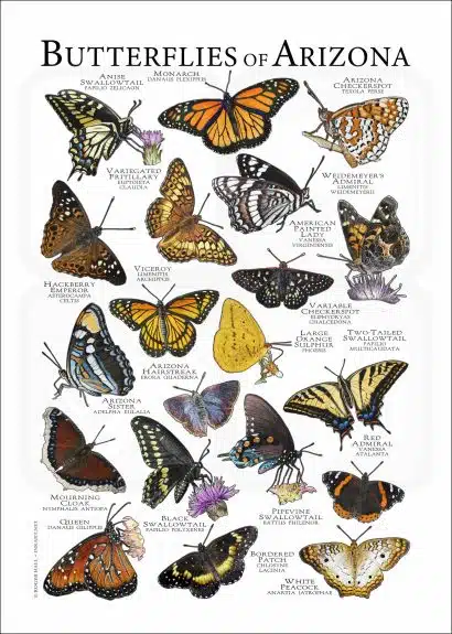 Butterflies of Arizona