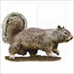 California Ground Squirrel illustration
