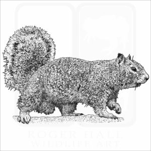 California Ground Squirrel