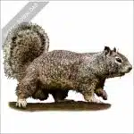 California Ground Squirrel stock image