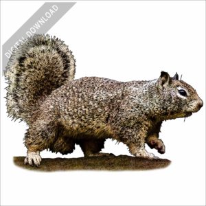 California Ground Squirrel stock image