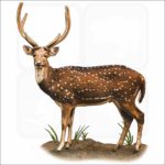 Chital or Spotted Deer illustration