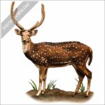 Chital or Spotted Deer stock image