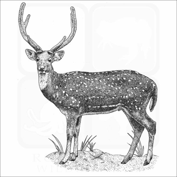 Chital or Spotted Deer