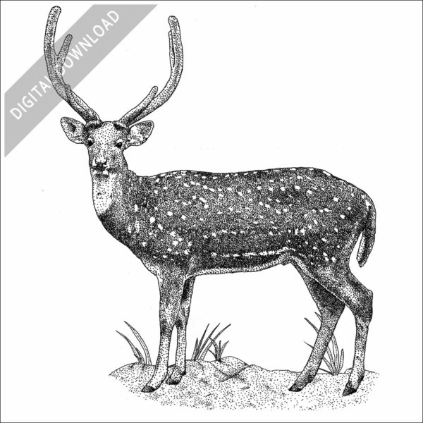 Chital or Spotted Deer