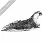Congo Clawless Otter
