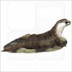 Congo Clawless Otter illustration