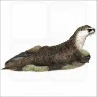 Congo Clawless Otter illustration