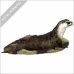 Congo Clawless Otter stock image