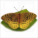 Great Spangled Fritillary Butterfly illustration