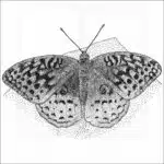 Great Spangled Fritillary Butterfly
