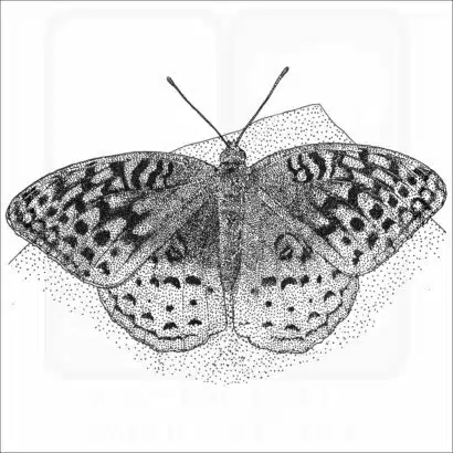 Great Spangled Fritillary Butterfly