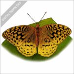 Great Spangled Fritillary Butterfly stock image
