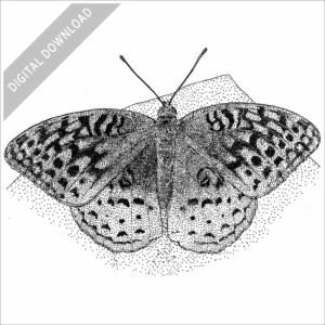 Great Spangled Fritillary Butterfly