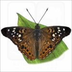 Hackberry Emperor Butterfly illustration